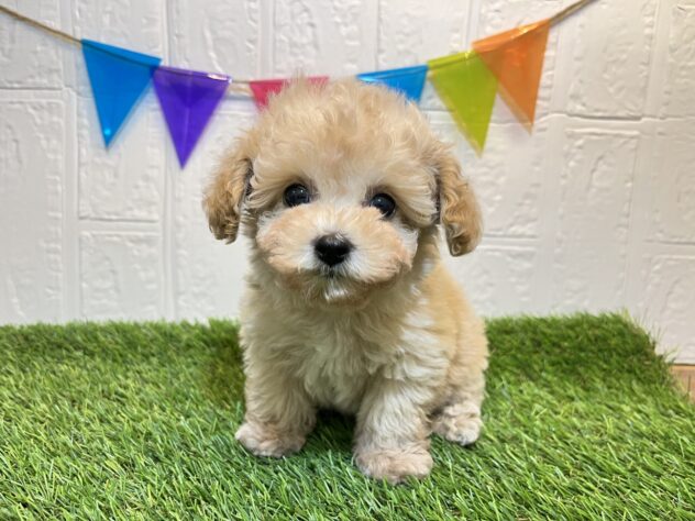 福島県のトイプードル(トイ) (アミーゴ郡山南店/2025年2月17日生まれ/男の子/クリーム)の子犬